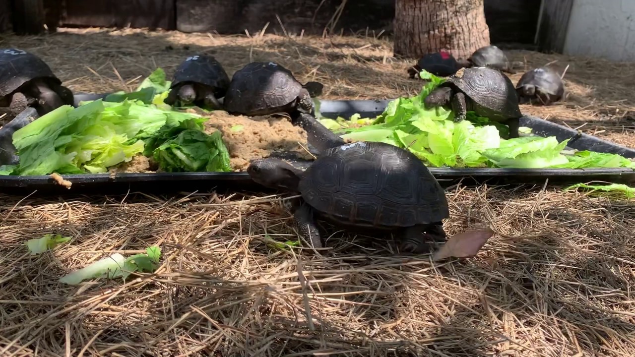 Baby Aldabras tortoises eating