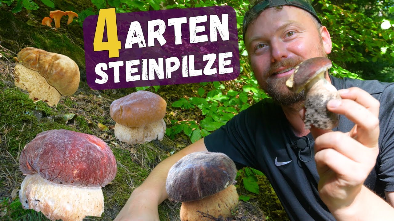Wahnsinn: Alle Steinpilze, giftige Röhrlinge & seltene Pfifferlinge im August