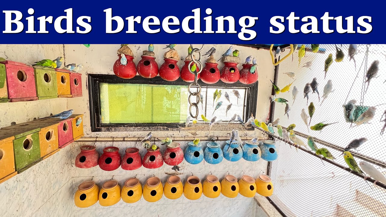Australian parrots master cage breeding status | Birds master cage aviary 