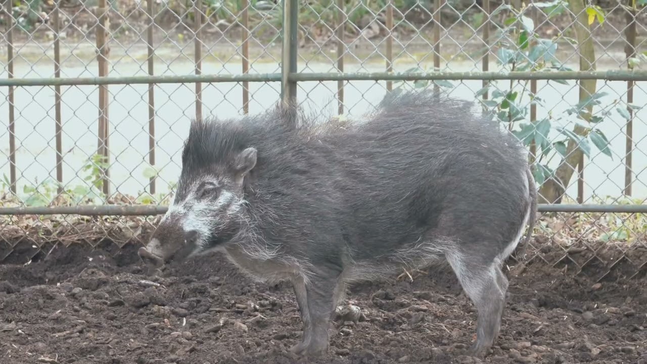 06 mars 2026, Ménagerie, zoo du Jardin des Plantes, Paris 5e