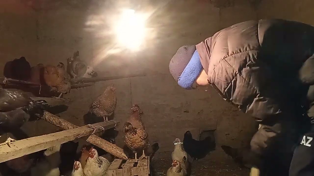 Қыс мезгілінде тауықты тудырту әдістері