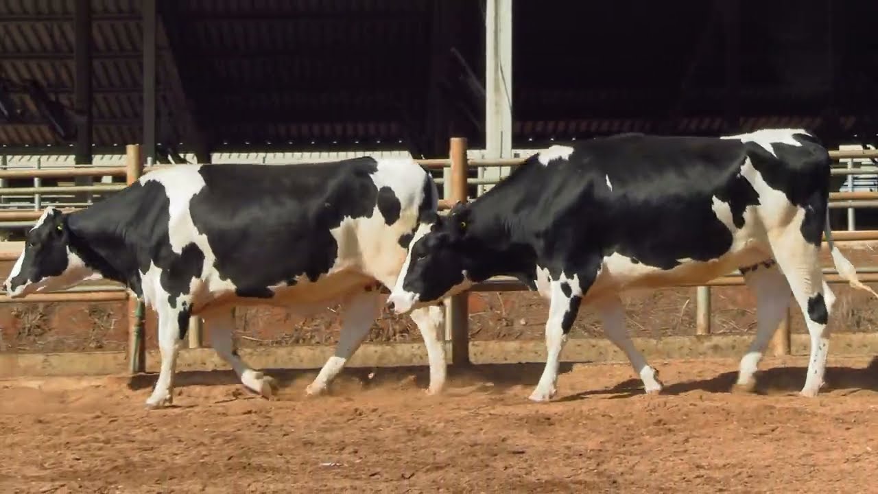 LOTE 26 &bull; 2&ordm; LEIL&Atilde;O NOVILHAS PRENHES CANTO PORTO &bull; 10068  9961