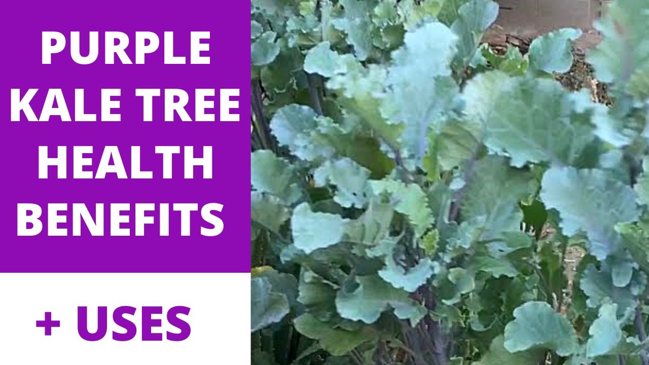 Grow Purple Tree Kale | Perennial Purple Tree Kale | Health Benefits