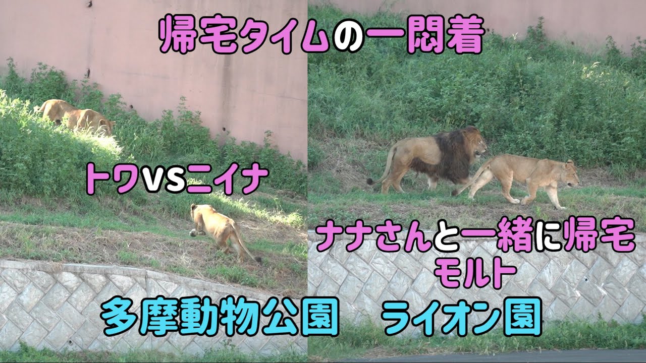 ライオン園　帰宅タイムの一悶着　トワVSニイナ　ナナさんを待って一緒に帰るモルト　多摩動物公園　Tamazoo
