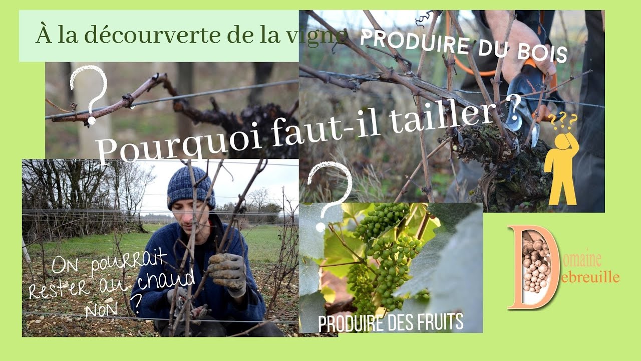 Pourquoi on taille la vigne ? Différence entre bourgeon à bois et bourgeon à fruits