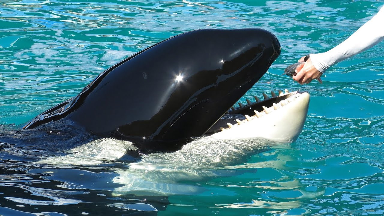 orca 2