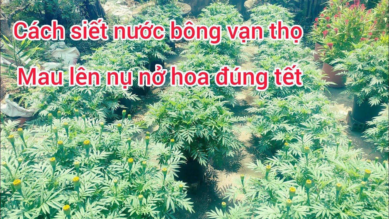 Cách siết nước cho bông vạn thọ mau lên nụ, huỳnh cập nhật 