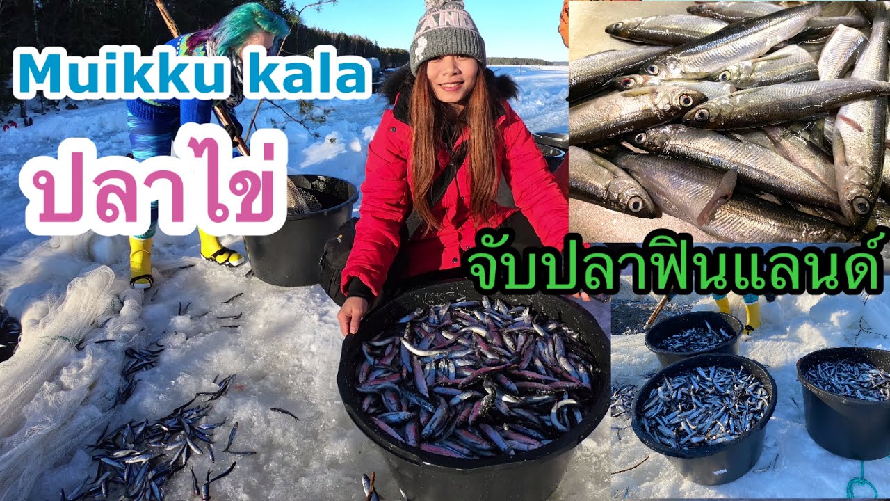 เจาะน้ำแข็งในทะเลสาบ ลากปลาในช่วงฤดูหนาว มาดูกันค่ะ #ปลา #ฟินแลนด์ #🇫🇮