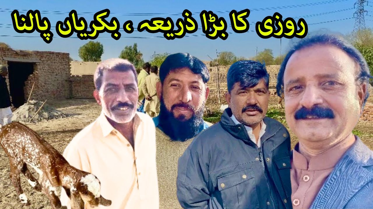 Bakriyan palna rozi kamane ka ek bara aur munafa bakhsh zariya hai || Village Vlog 