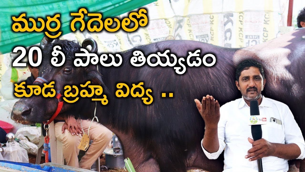 Milking 20 liter Murrah Breed Buffalo By Venkateshwarlu || Andhra Pradesh