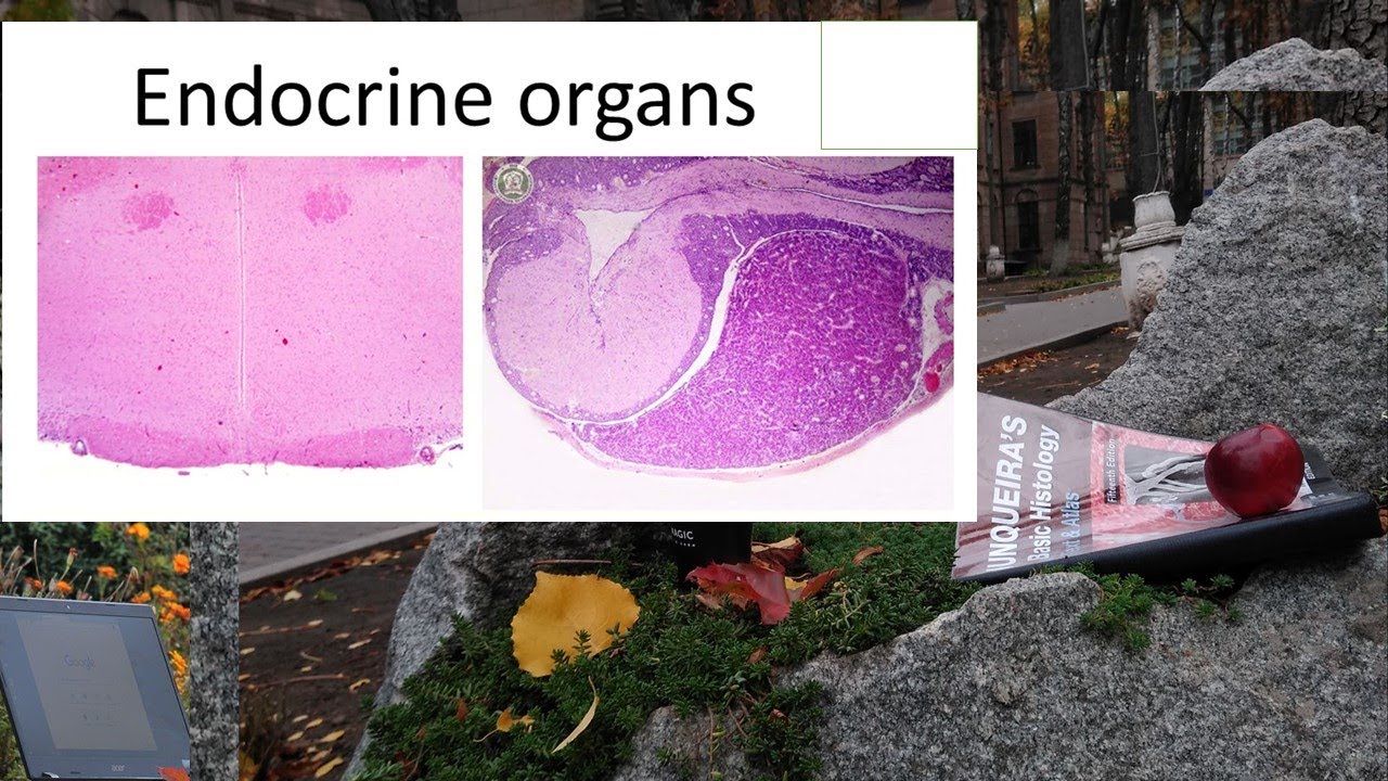 19. Endocrine organs (Histology lecture)