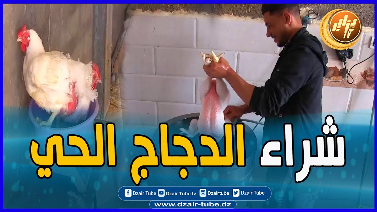 شاااهد..إقبال كبير من المواطنين على شراء الدجاج الحي و ذبحه أمام أعينهم .. تابع الأسباب