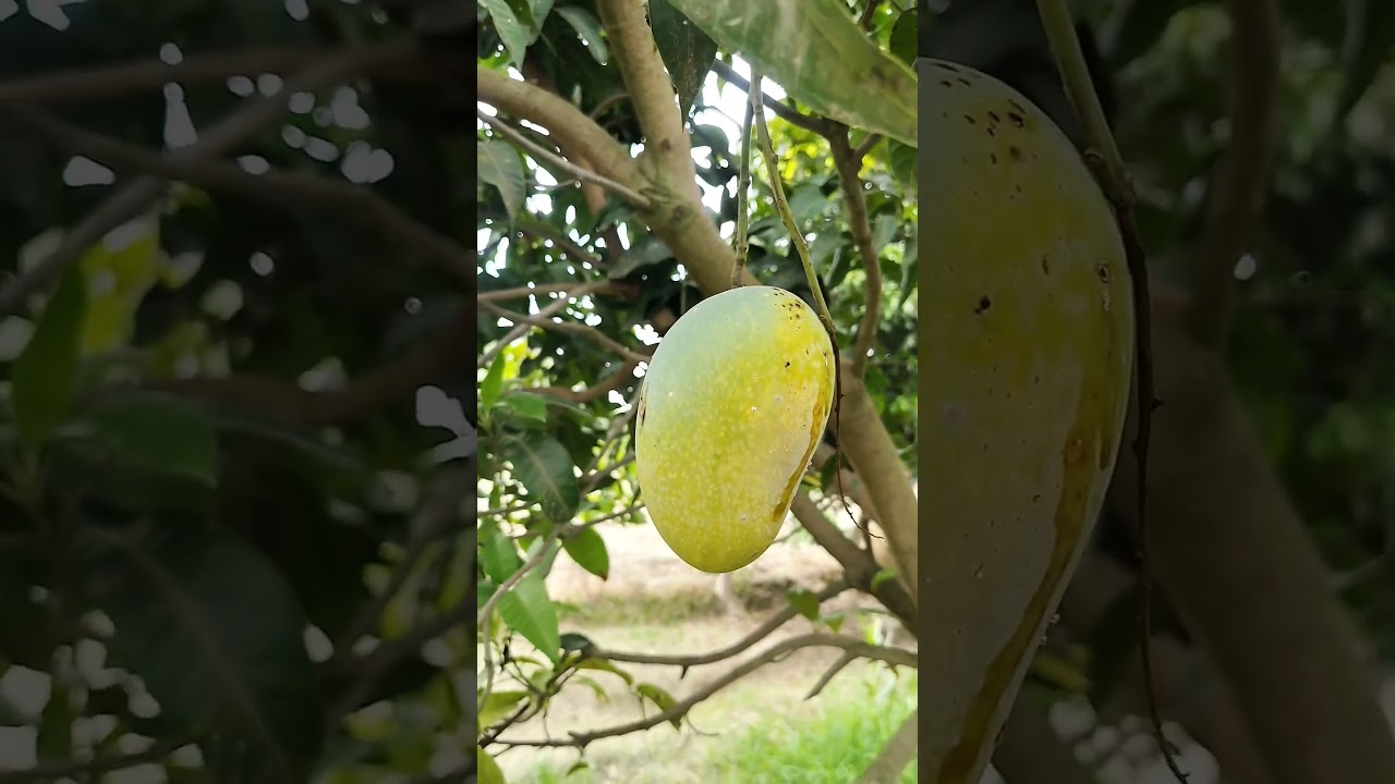 Chausa mangoes with palak in the market vs. ripe Chausa mangoes on the branch. Dal vs. Chausa mangoes with palak. #kisanindia
