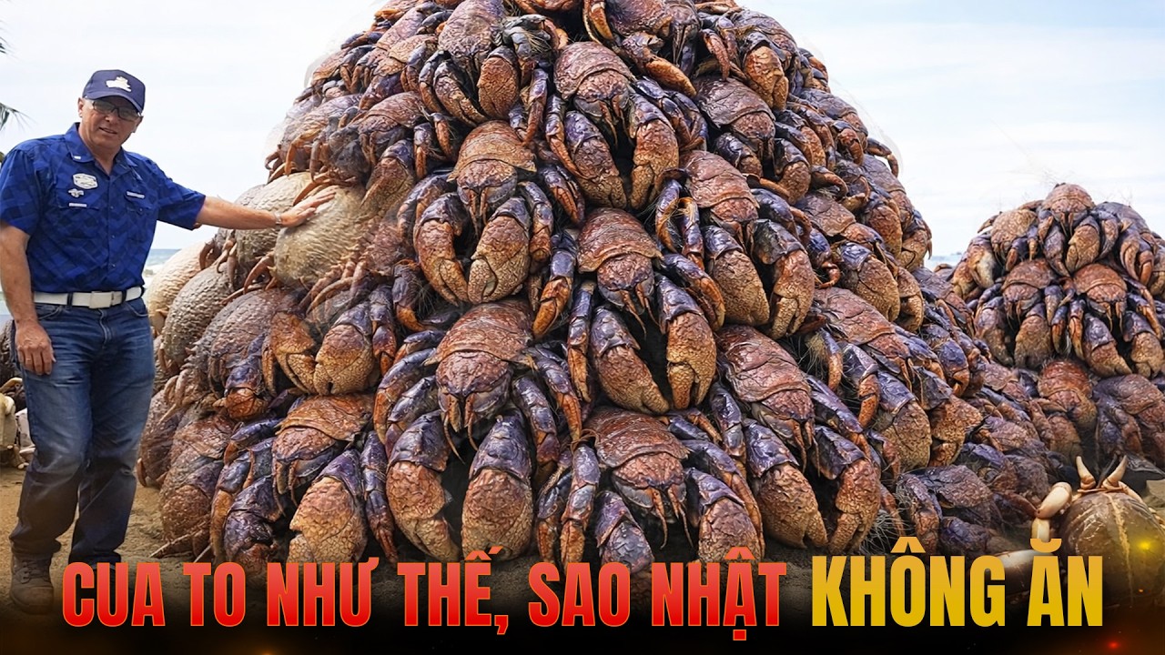 Tại Sao NGƯỜI NHẬT Không Ăn Hàng Triệu CON CUA DỪA - Loài Cua Trên Cạn Lớn Nhất Thế Giới?