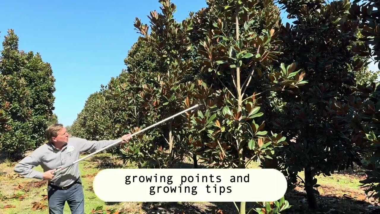 Corrective Magnolia Pruning