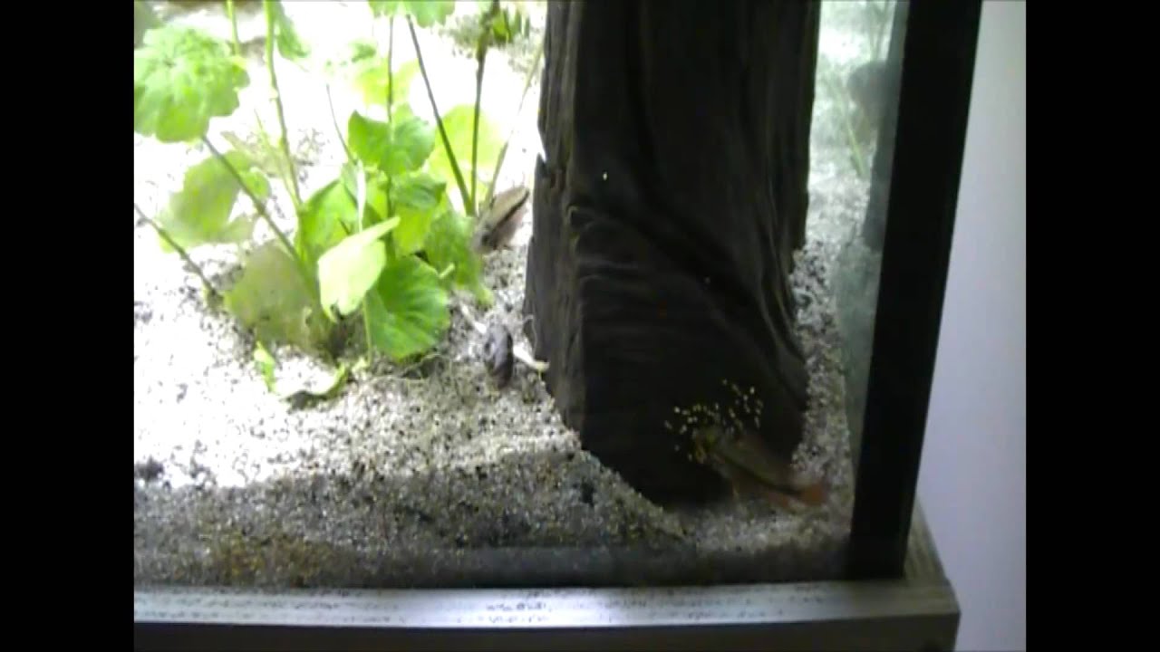 Apistogramma Cacatuoide