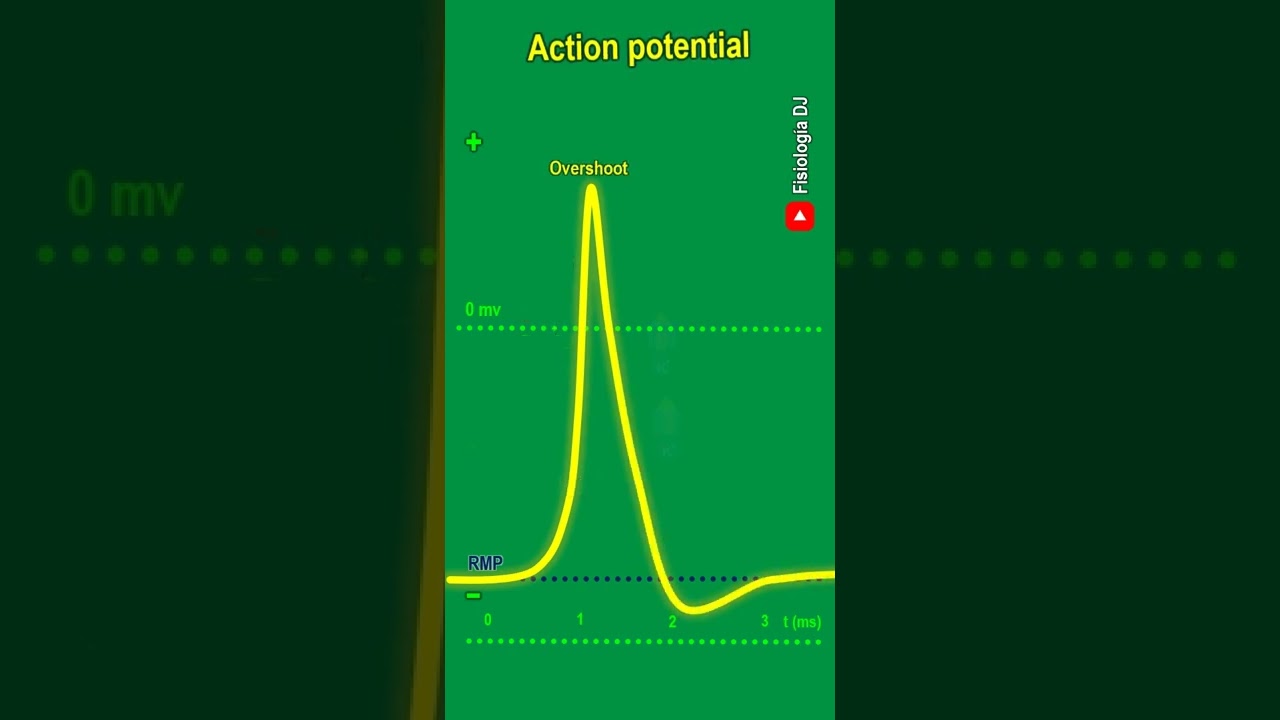 Action potential | Action potential physiology | Phases and the refractory period