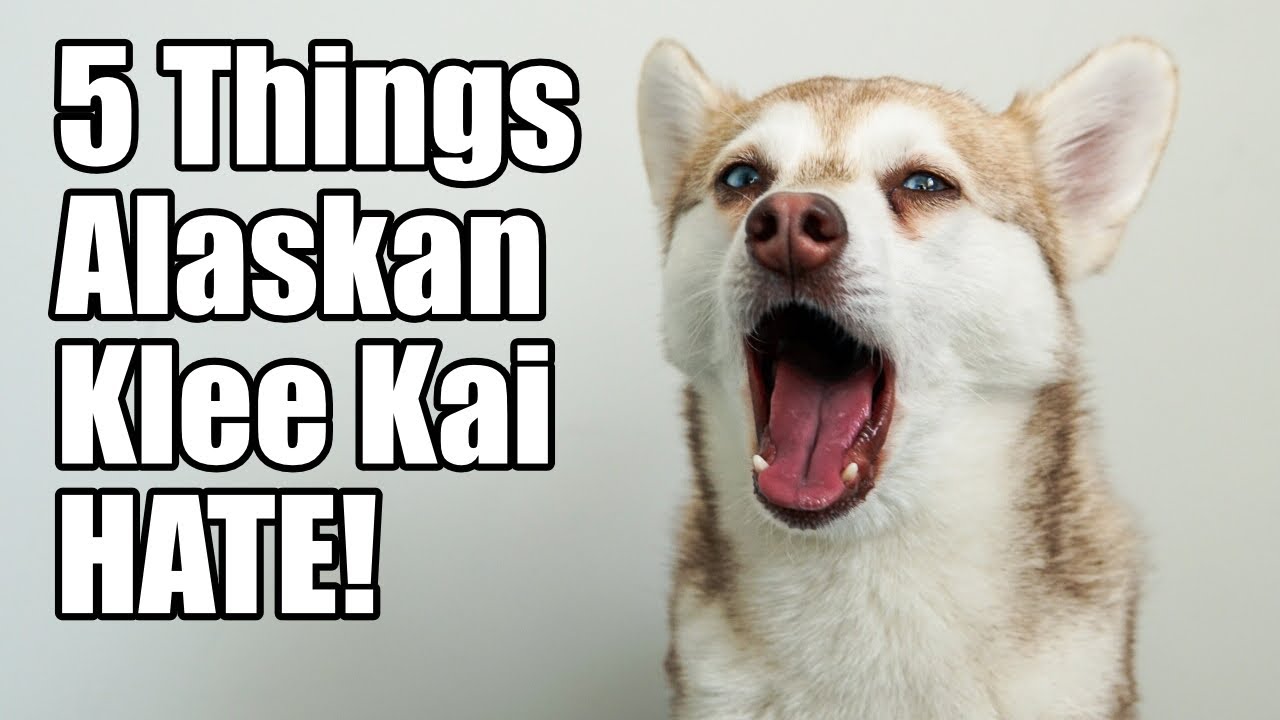 5 Things Alaskan Klee Kai Hate