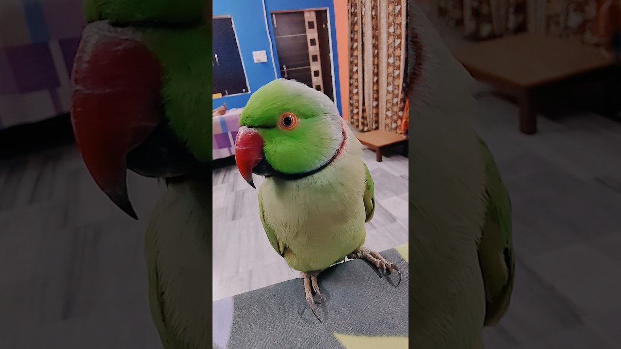 #parrotcolor #beautiful #voice #parrot #birds #love #talkingparrot #nonstoptalkingparrot #shorts .