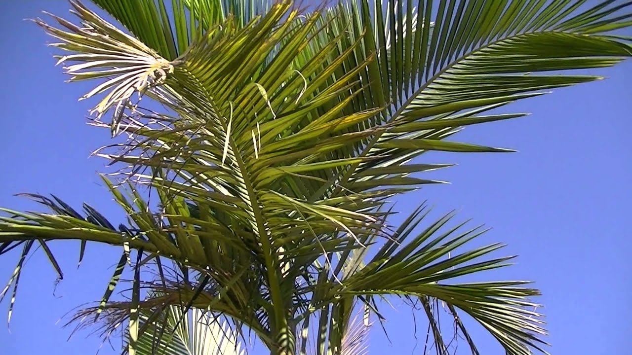 PALMERA REAL AUSTRALIANA: Archontophoenix alexandrae (www.riomoros.com)