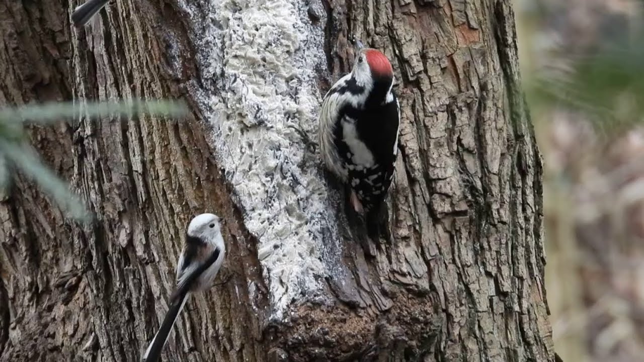Ptasia stołówka na drzewie, część 5 / Bird feeder in the tree, part 5