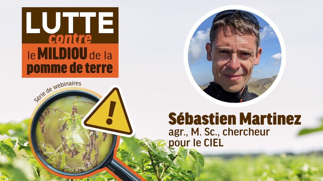Lutte au mildiou de la pomme de terre : mieux conna&icirc;tre les fongicides homologu&eacute;s