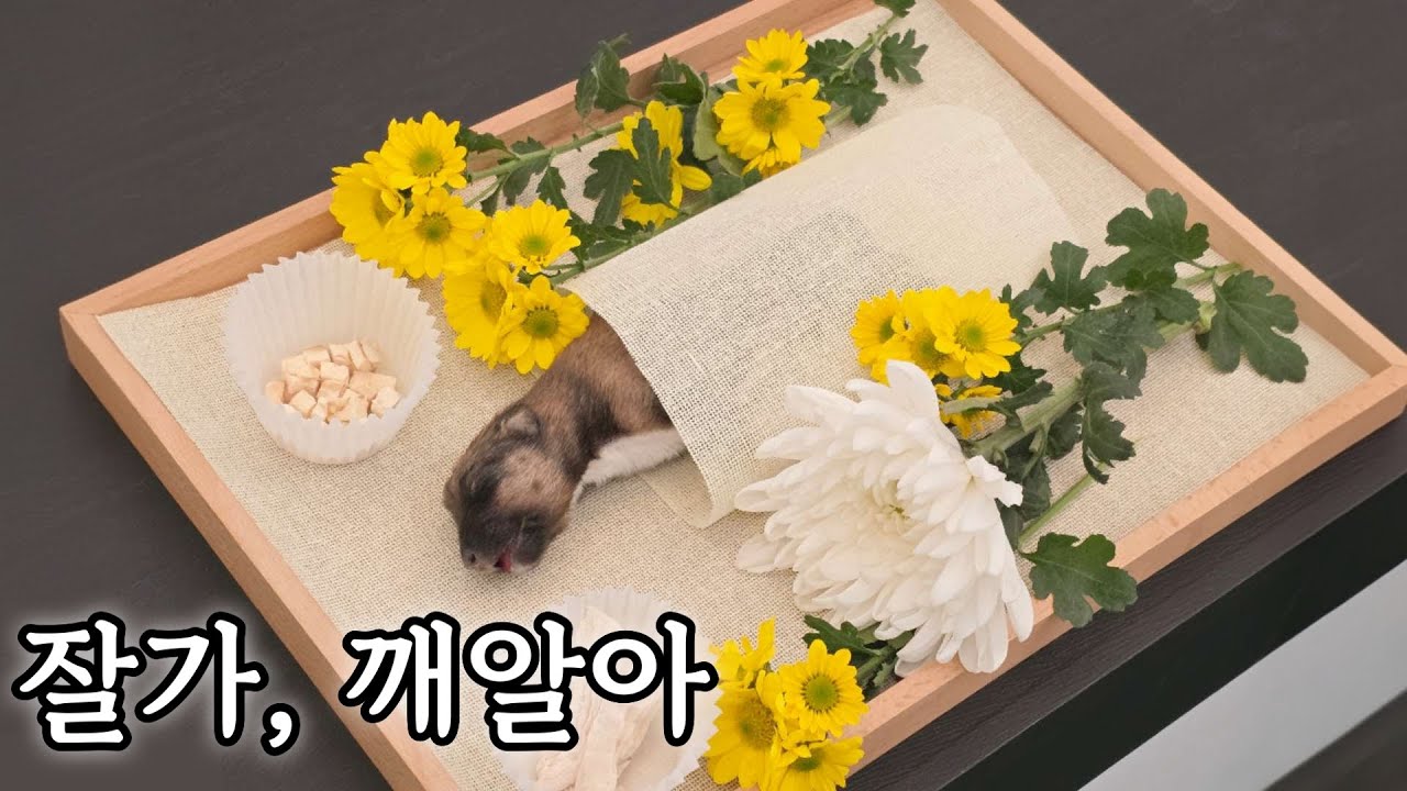 레아가족임보일기