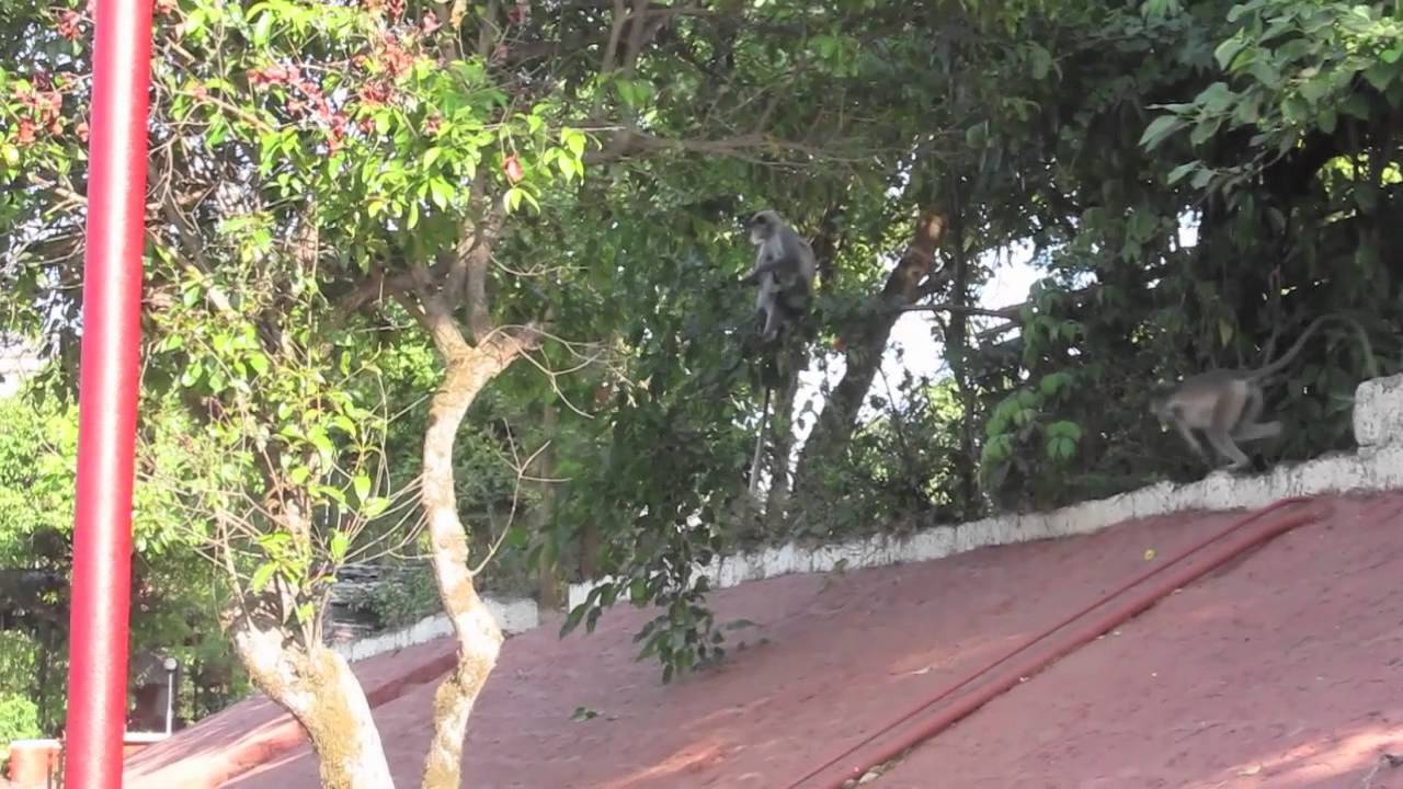 Monkeys in Mahabaleshwar
