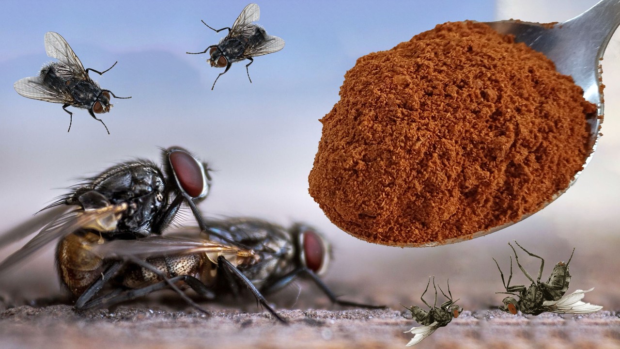 Kill Flies Overnight Without Chemicals! (Safe & Easy Hack) &ndash; 100% Natural!