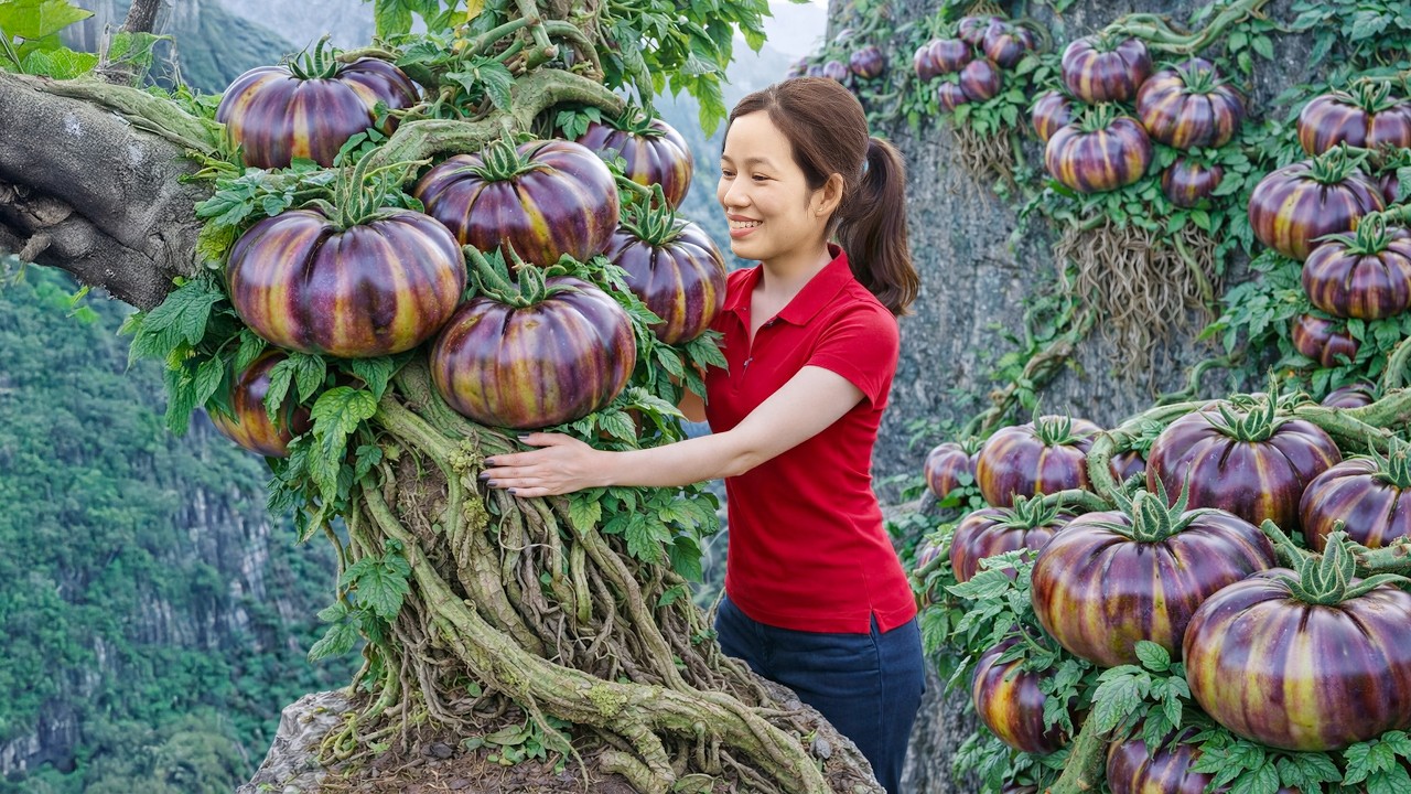 Harvesting Rare Purple Tomatoes | Crowd Curiosity Sparks a Sellout at the Village Market