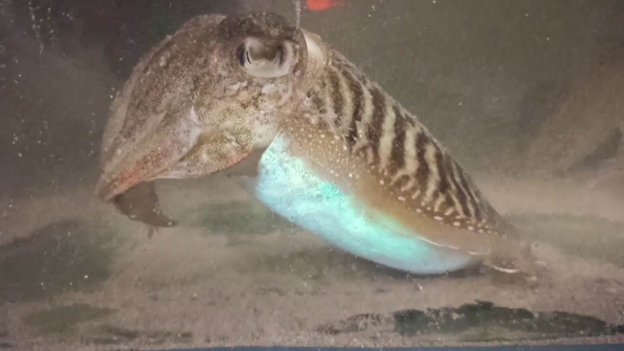 Рыбалка на море в Афинах. Каракатицы в аквариуме. Морская наживка. Морские обитатели.