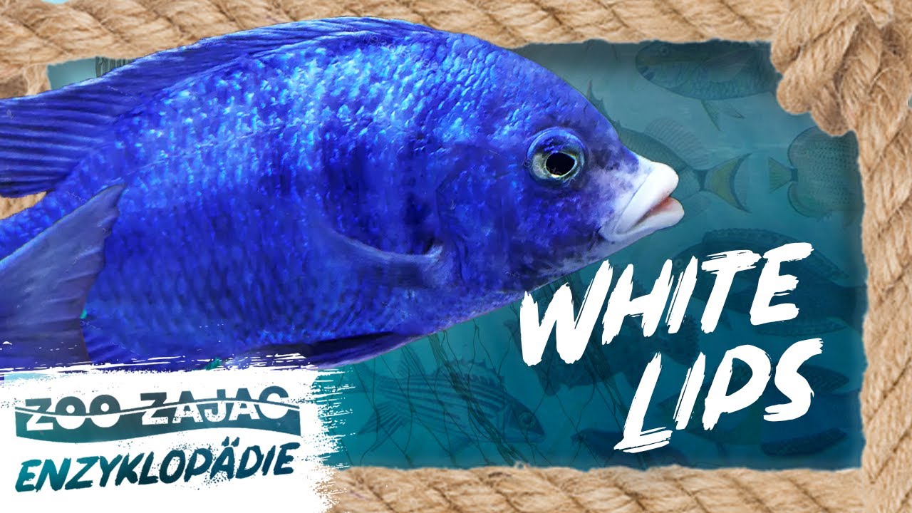 WHITE LIPS | FISCHENZYKLOPÄDIE | ZOO ZAJAC