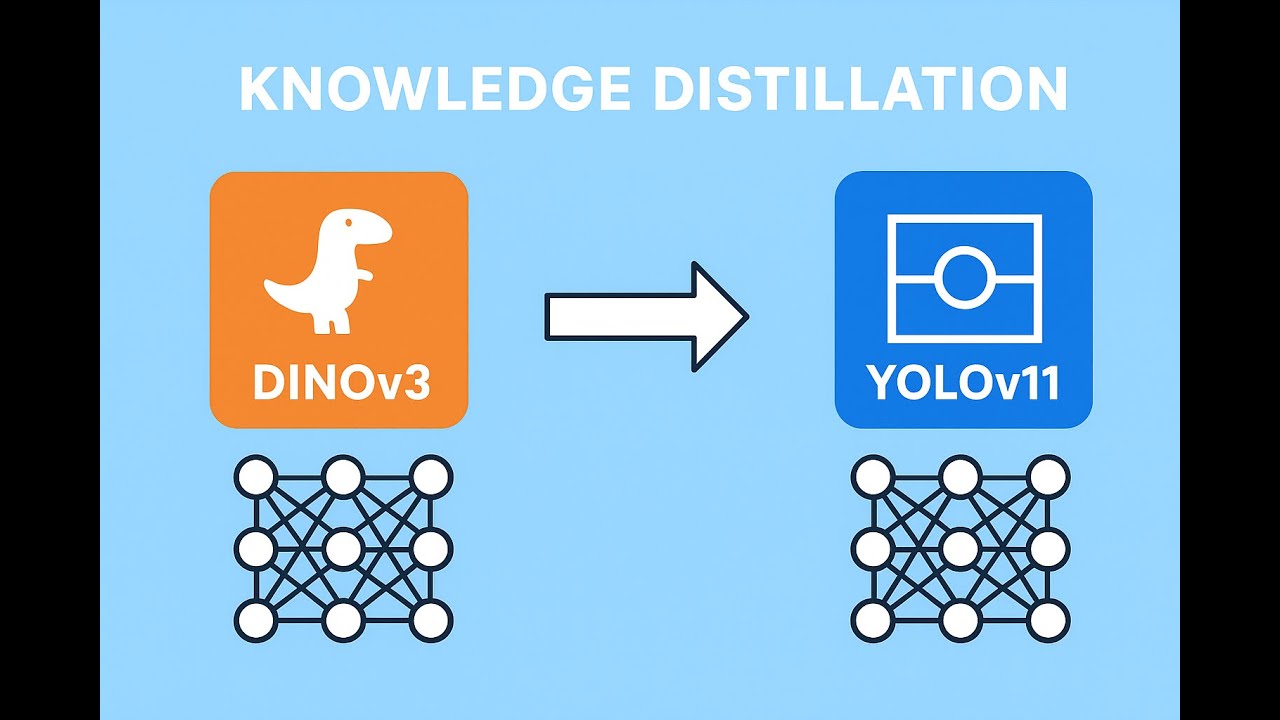 Pre-training YOLOv11 by Distilling DINOv3