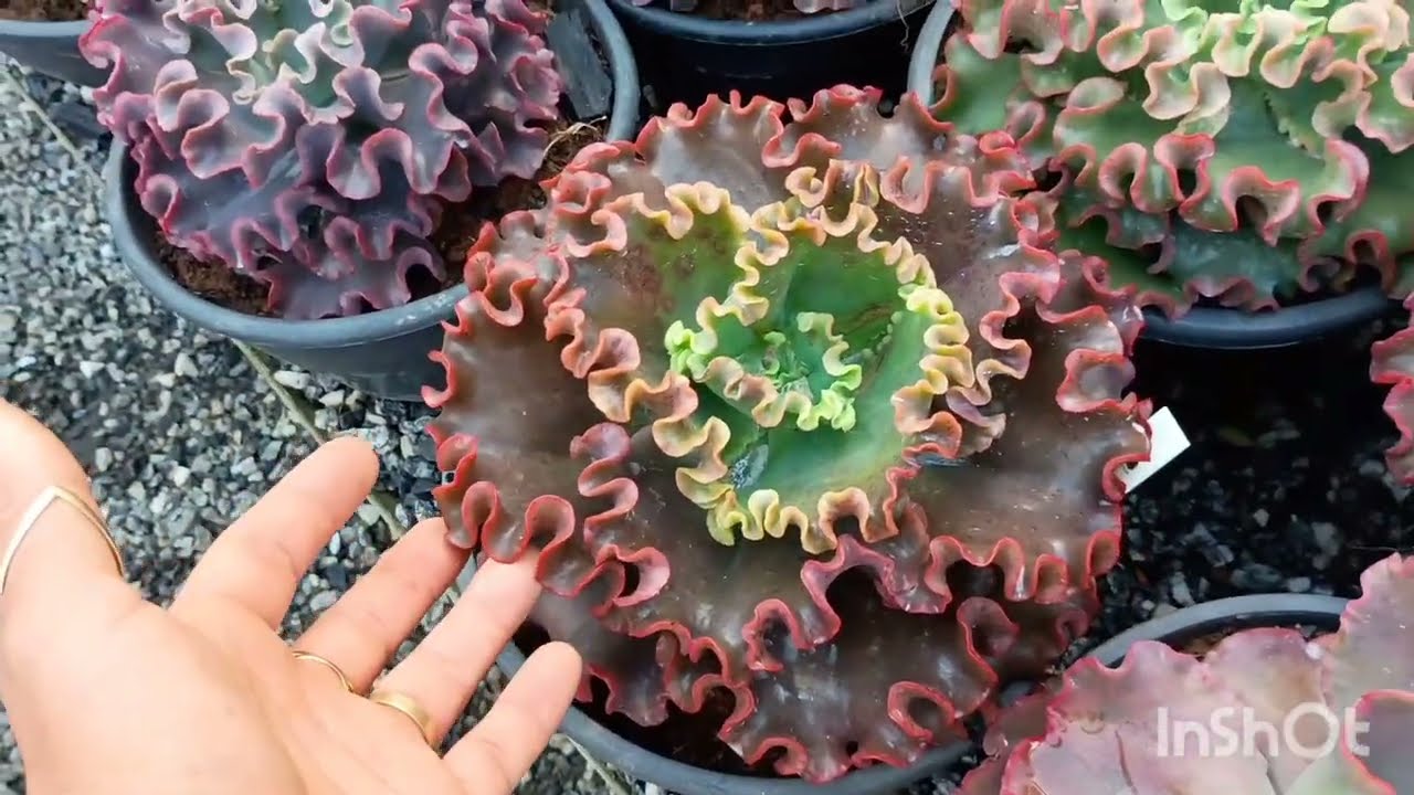 Identificação de gibifloras do cantinho do dani