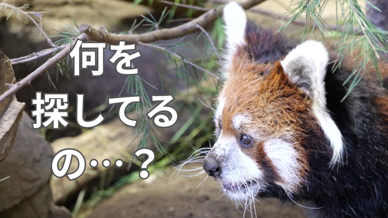 何を探していたのかな…？何度も見回すレッサーパンダのロンロンちゃん｜那須どうぶつ王国🐼🌿