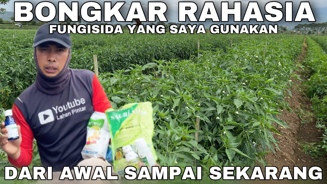 Anda Wajib Tau!! Bongkar Rahasia Fungisida Yang Saya Gunakan dari penyemprotan ke 1-15