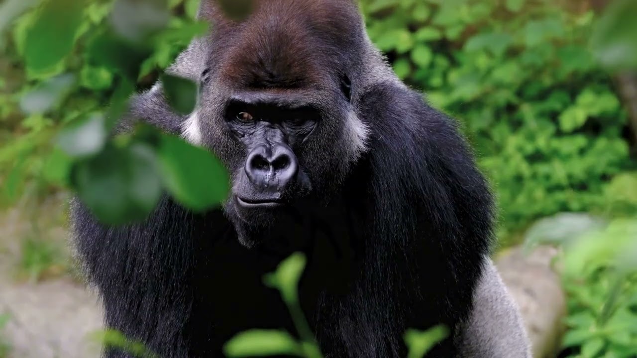 Animals Of The World - Wildlife Film With Calming Music