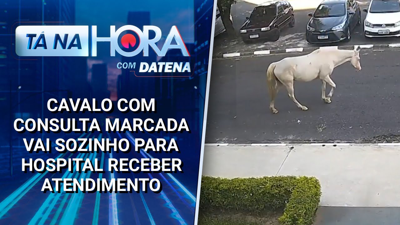 Cavalo com consulta marcada vai sozinho para hospital receber atendimento | Tá na Hora (21/02/25)