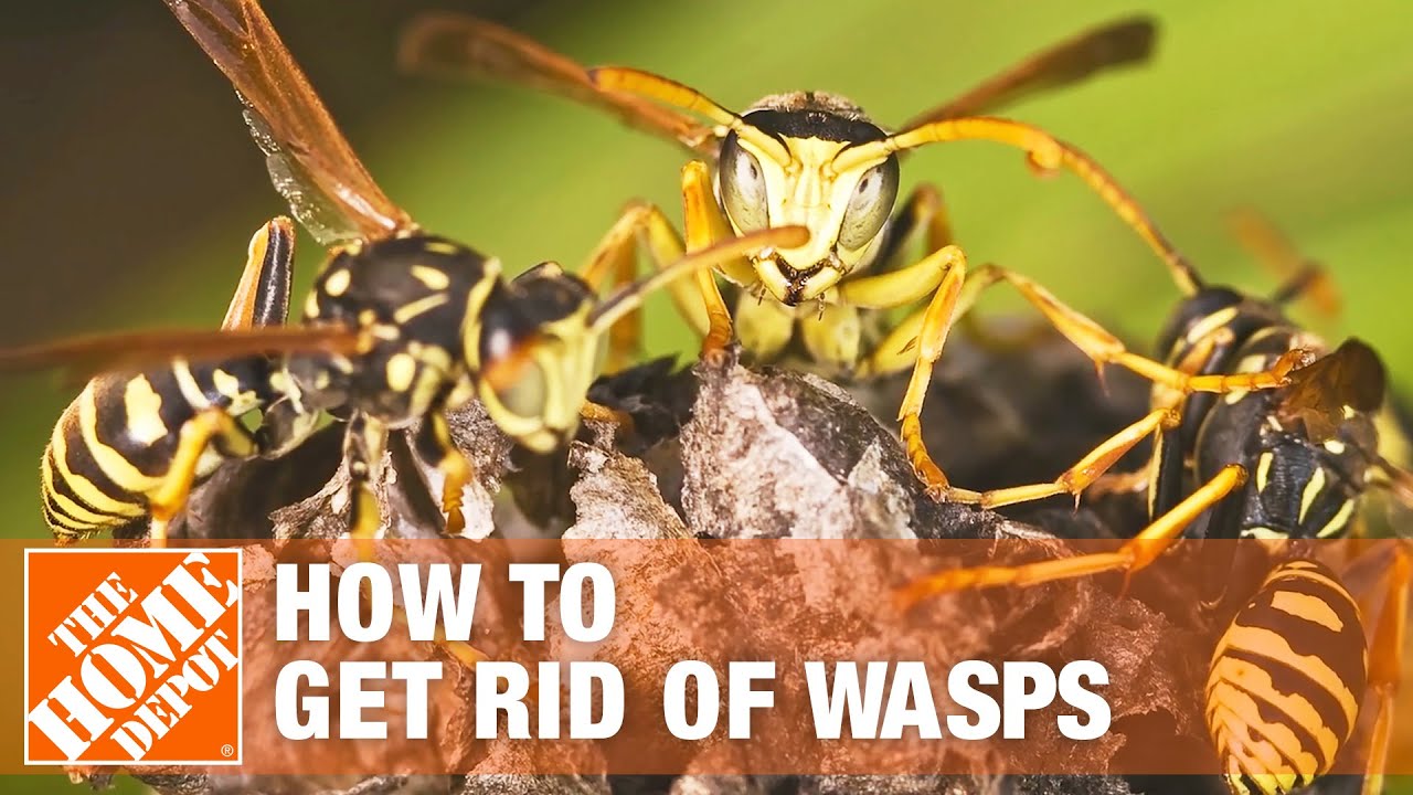 How to Get Rid of Wasps Around the House | The Home Depot