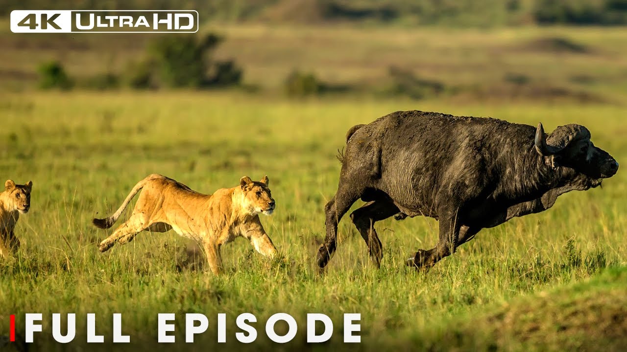 Lions and the Great Survival Saga of Nature | Big Cats 24/7 | Nature Animal Documentary