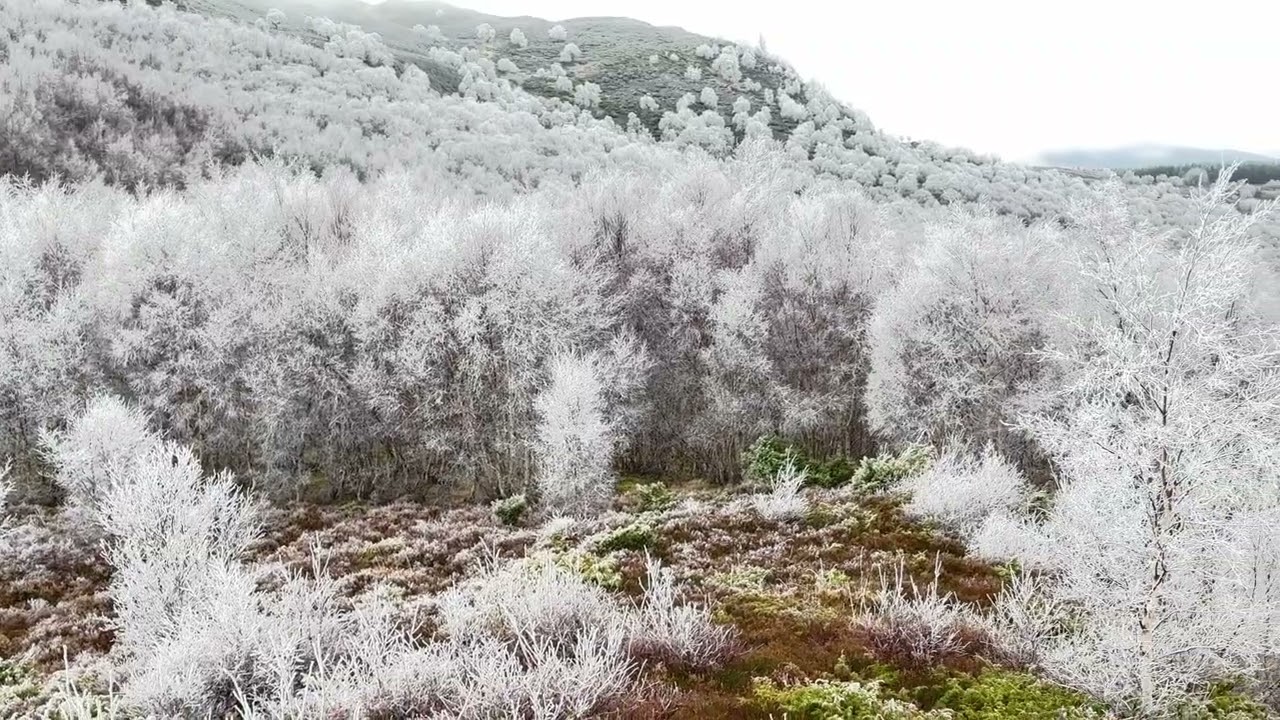 Frozen wonderland in the Cairngorms National Park, Scotland, as hoar frost coats trees with ice