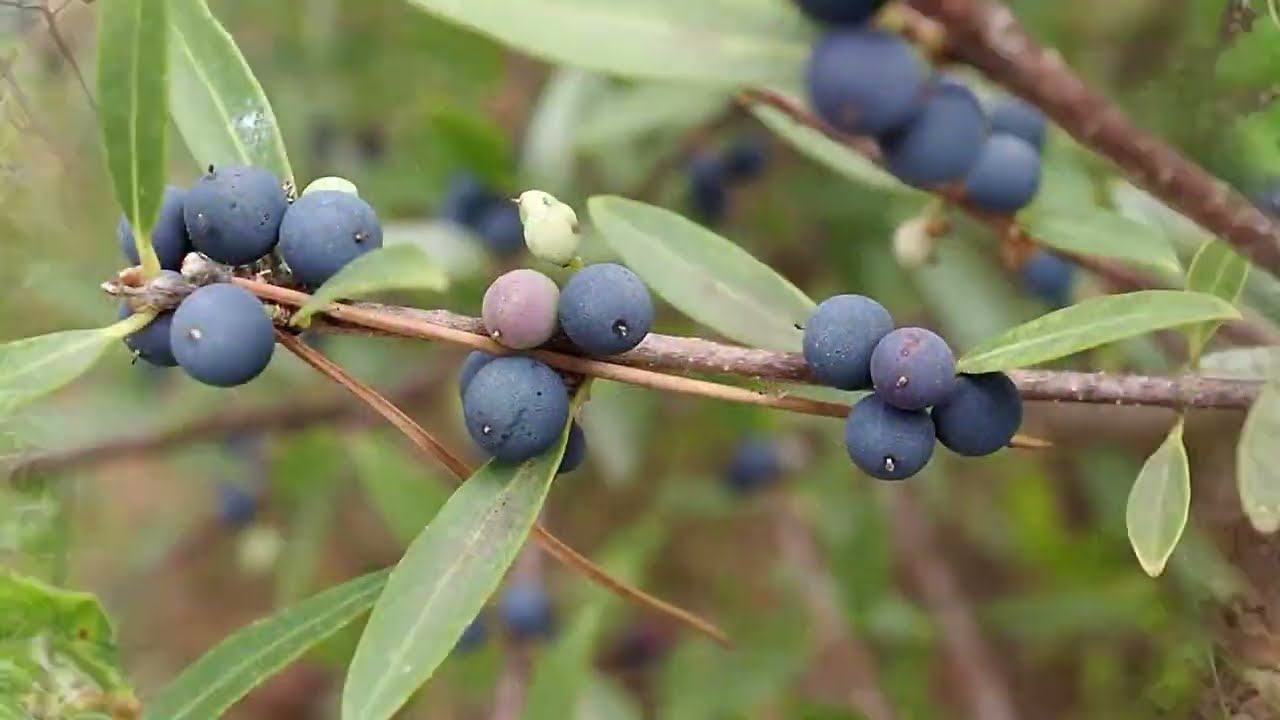 Filaire &agrave; feuilles &eacute;troites (plante &agrave; petites baies bleues noires)