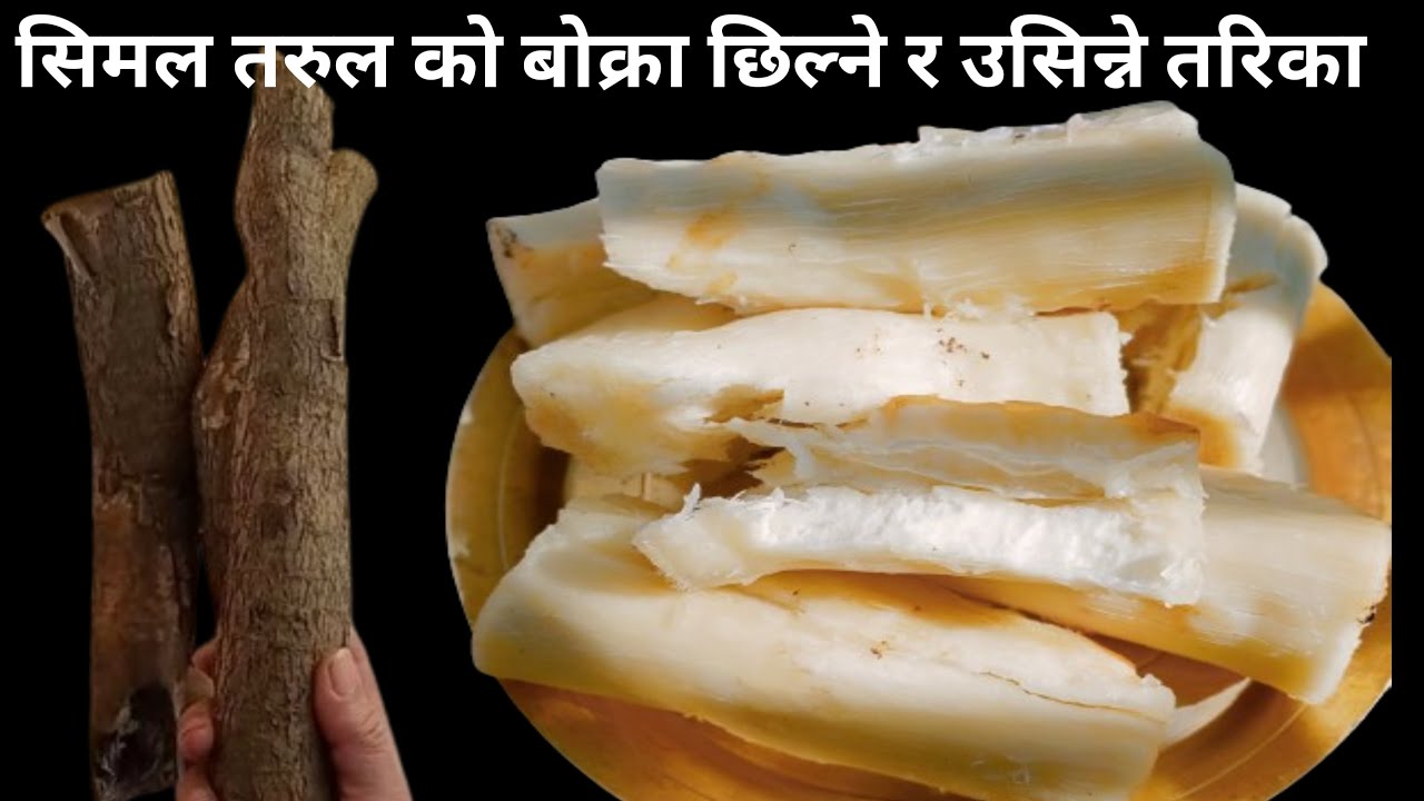 सिमल तरुल को बोक्रा कसरी छिल्ने निकाल्ने / Simal tarul/Tapioca yum / cassava
