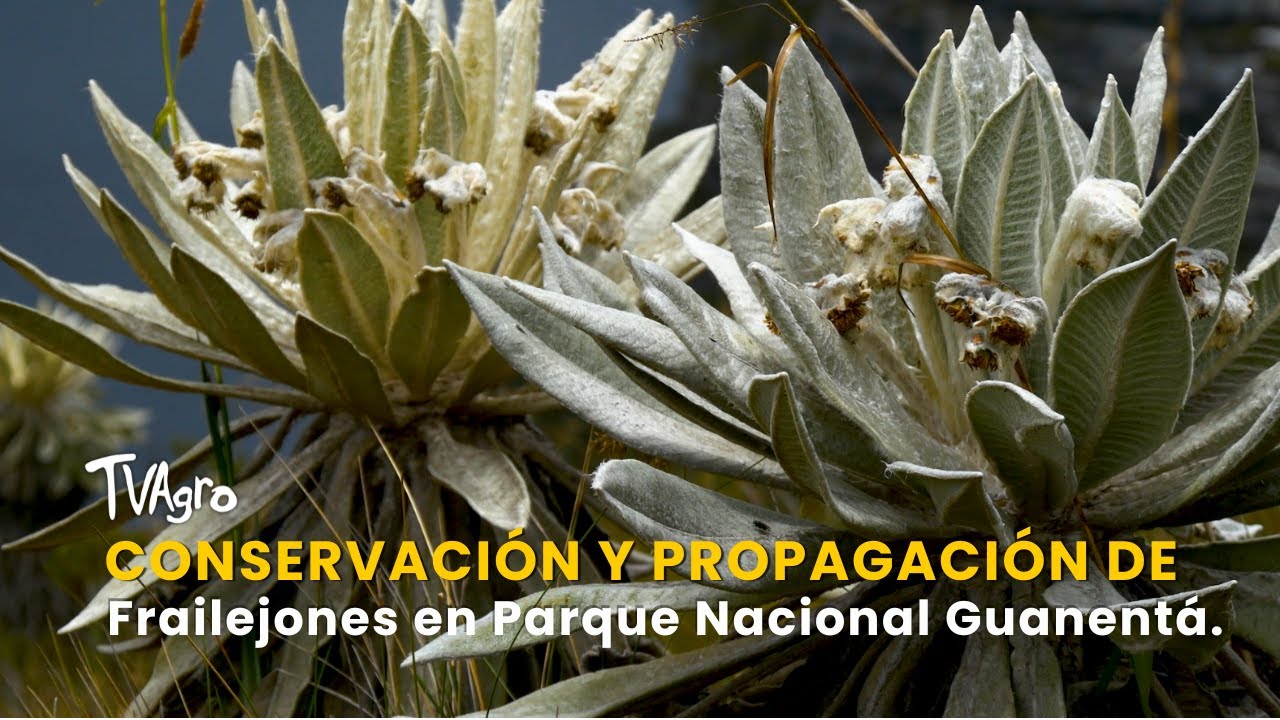 Conservación y Propagación de Frailejones en Parque Nacional Guanentá -TvAgro por Juan Gonzalo Angel