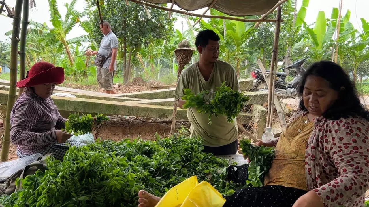 ស្លឹកងប់ក្លាយជាដំណាំពេញនិយមរបស់អ្នកស្រុកកោះអន្លង់ចិន ខេត្តកណ្តាល