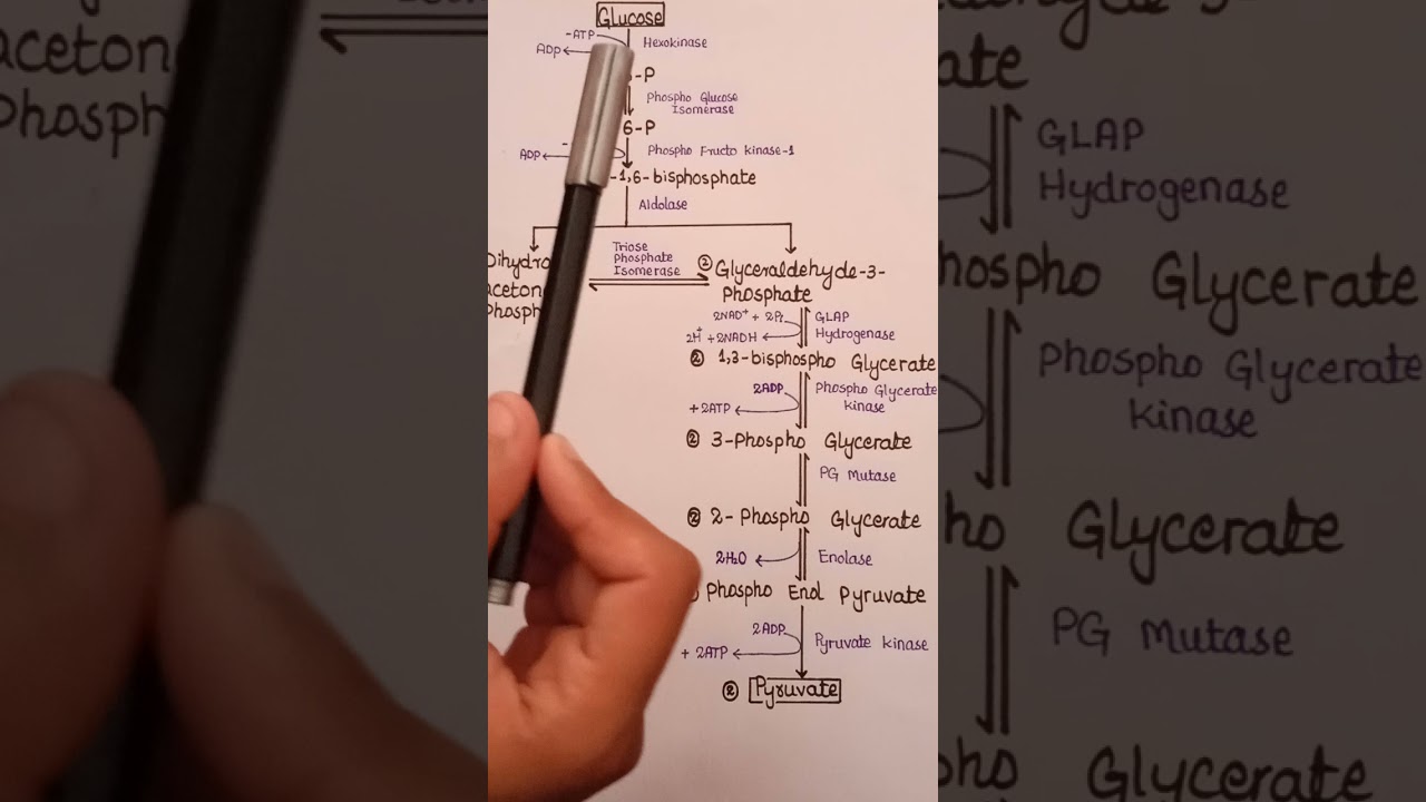 Glycolysis pathway