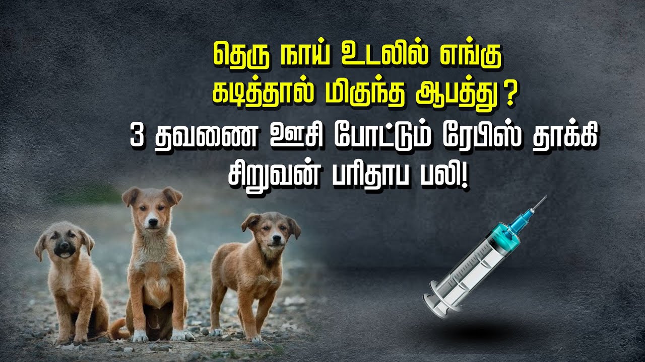 தெரு நாய் உடலில் எங்கு கடித்தால் மிகுந்த ஆபத்து? 3தவணை ஊசி போட்டும் ரேபிஸ் தாக்கி சிறுவன் பரிதாப பலி