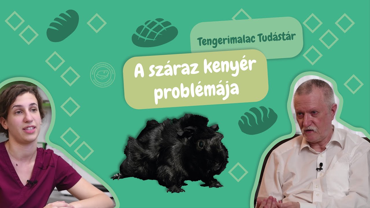 Komoly problémát okozhat: A száraz kenyér (Tengerimalac Tudástár, 33. rész)
