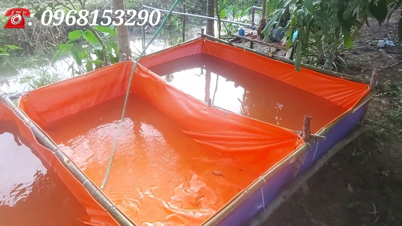 Bể Bạc hoàn Chỉnh ( Làm Giàu Bằng Nghề Nuôi Ốc Bươu Đen) TT Ốc Bươu Đen ST