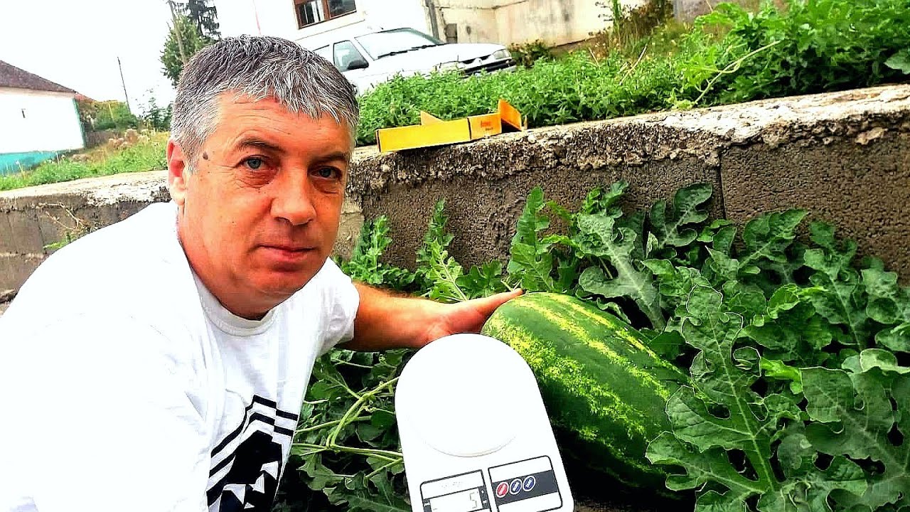 NEVEROVATNO KOLIKO LUBENICA RASTE ZA 24h